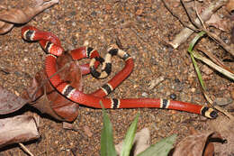 Imagem de Micrurus hippocrepis (W. C. H. Peters 1862)