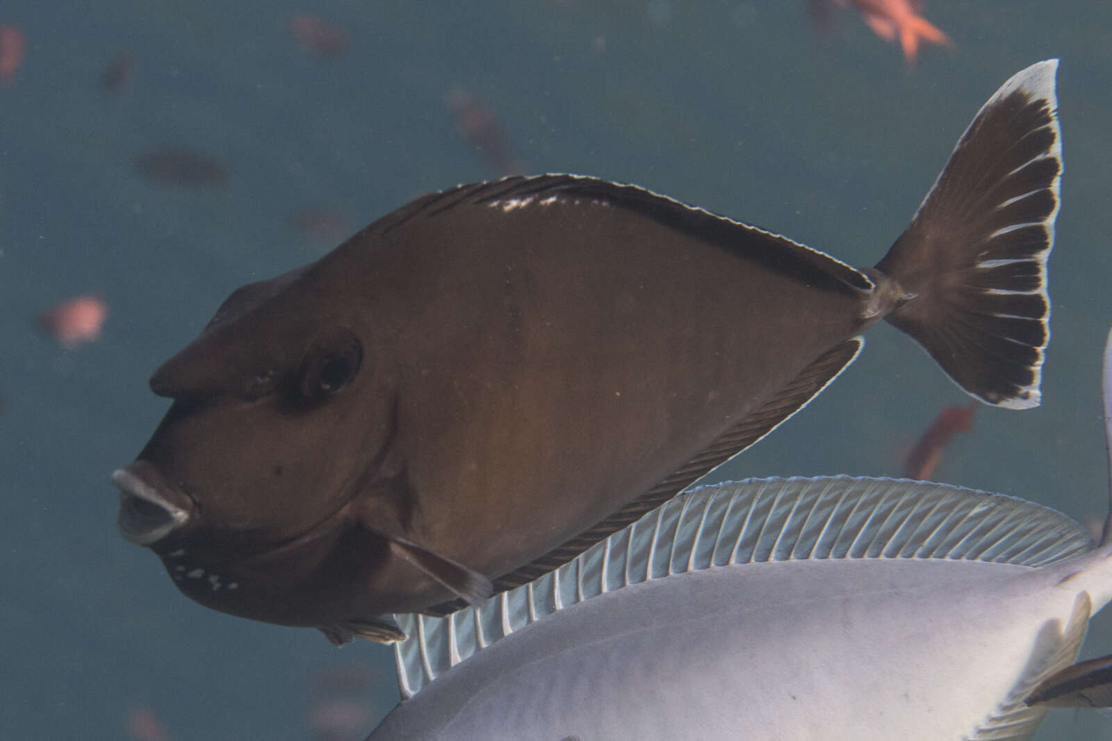 Image of Banded Unicornfish