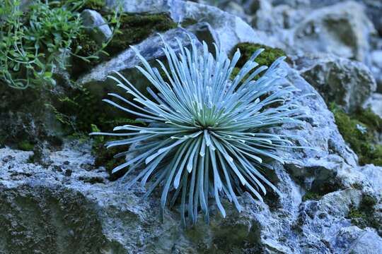 Imagem de Saxifraga longifolia Lapeyr.