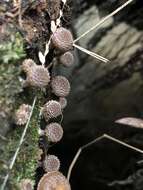 Image of Psathyrella echinata (Cleland) Grgur. 1997