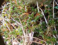 Selaginella peruviana (Milde) Hieron. resmi