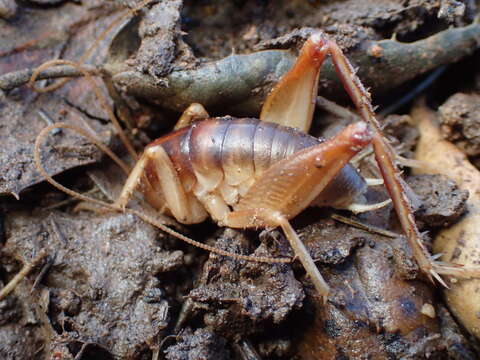 Image of Ceuthophilus (Hemiudeopsylla) hesperus Hubbell 1936