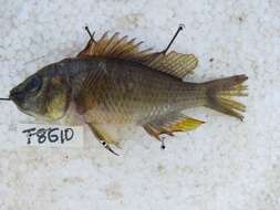 Image of Eastern River Bream