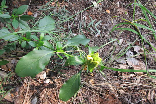 Image of Barleria crossandriformis C. B. Cl.