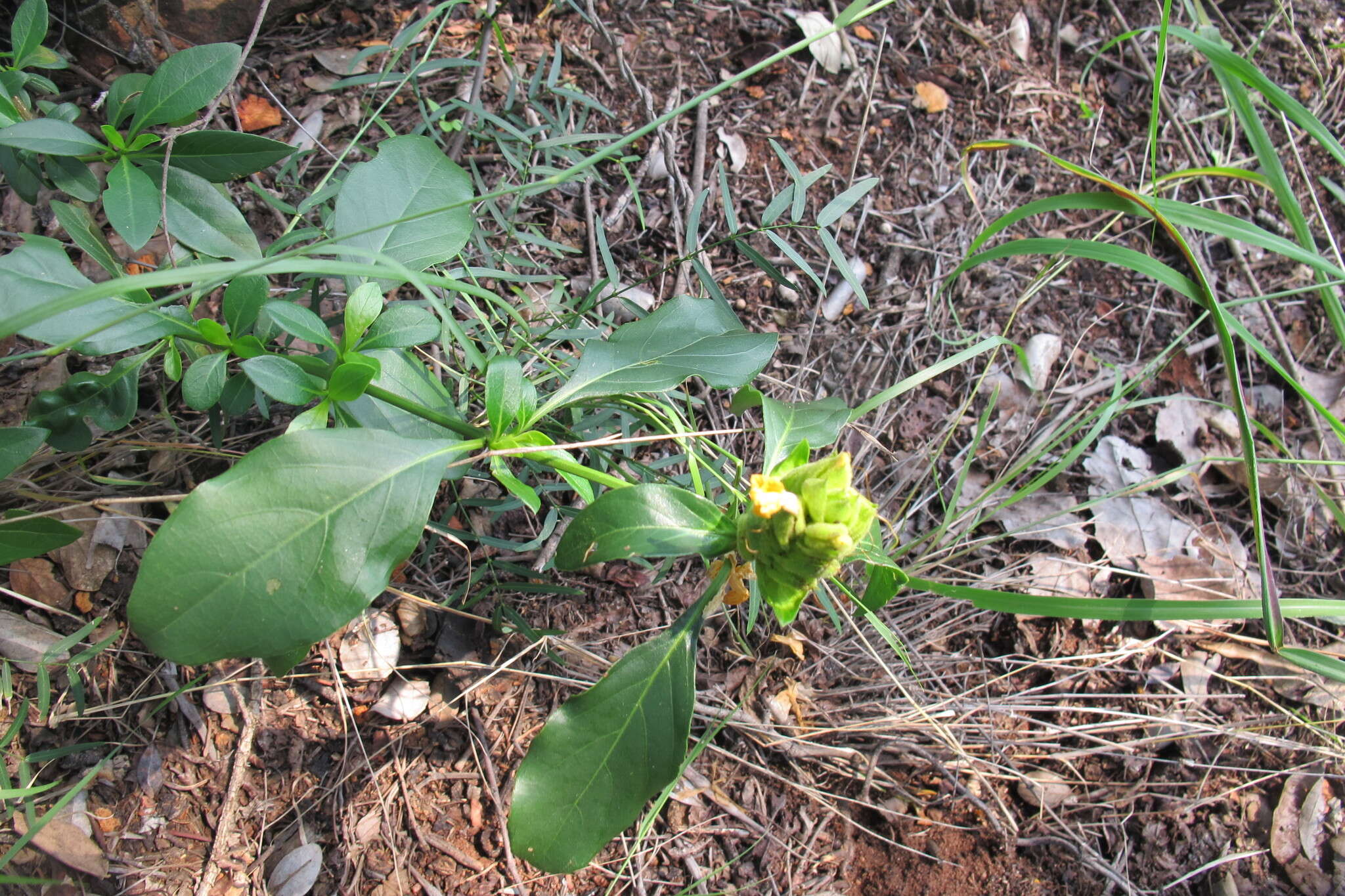 Image of Barleria crossandriformis C. B. Cl.