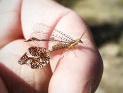 Plancia ëd Palmipenna aeoleoptera Picker 1987