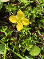 صورة Ludwigia arcuata Walt.