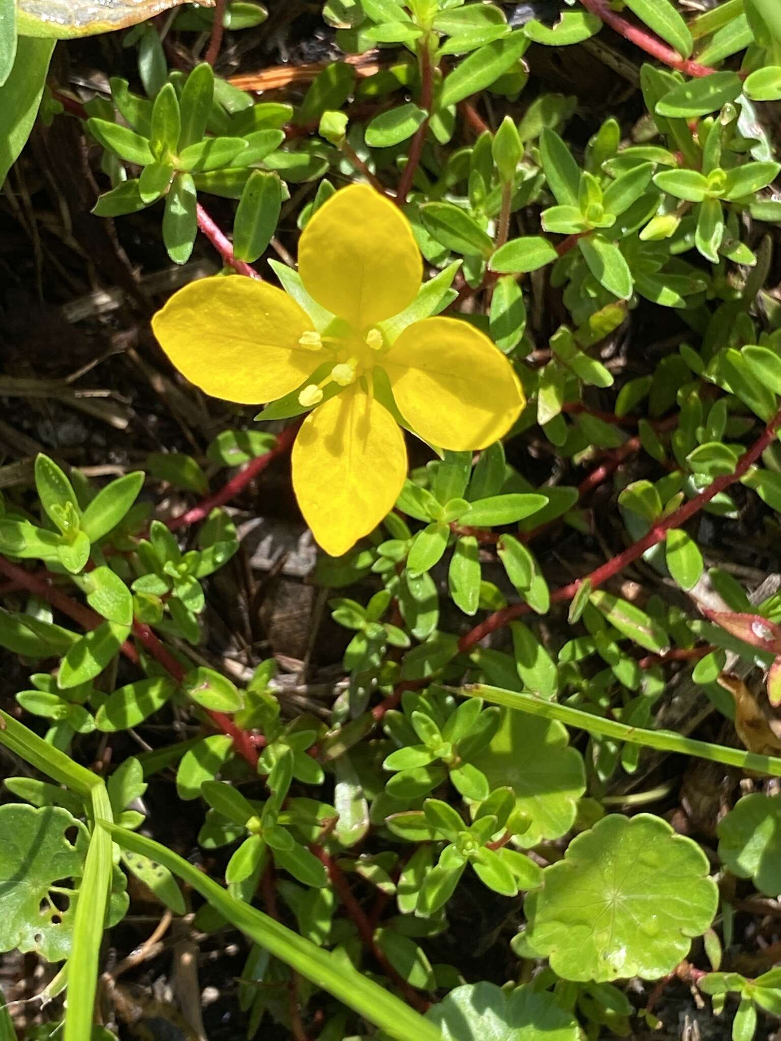 Image of Pond Primrose-Willow