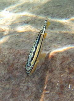 Image of Golden Mbuna