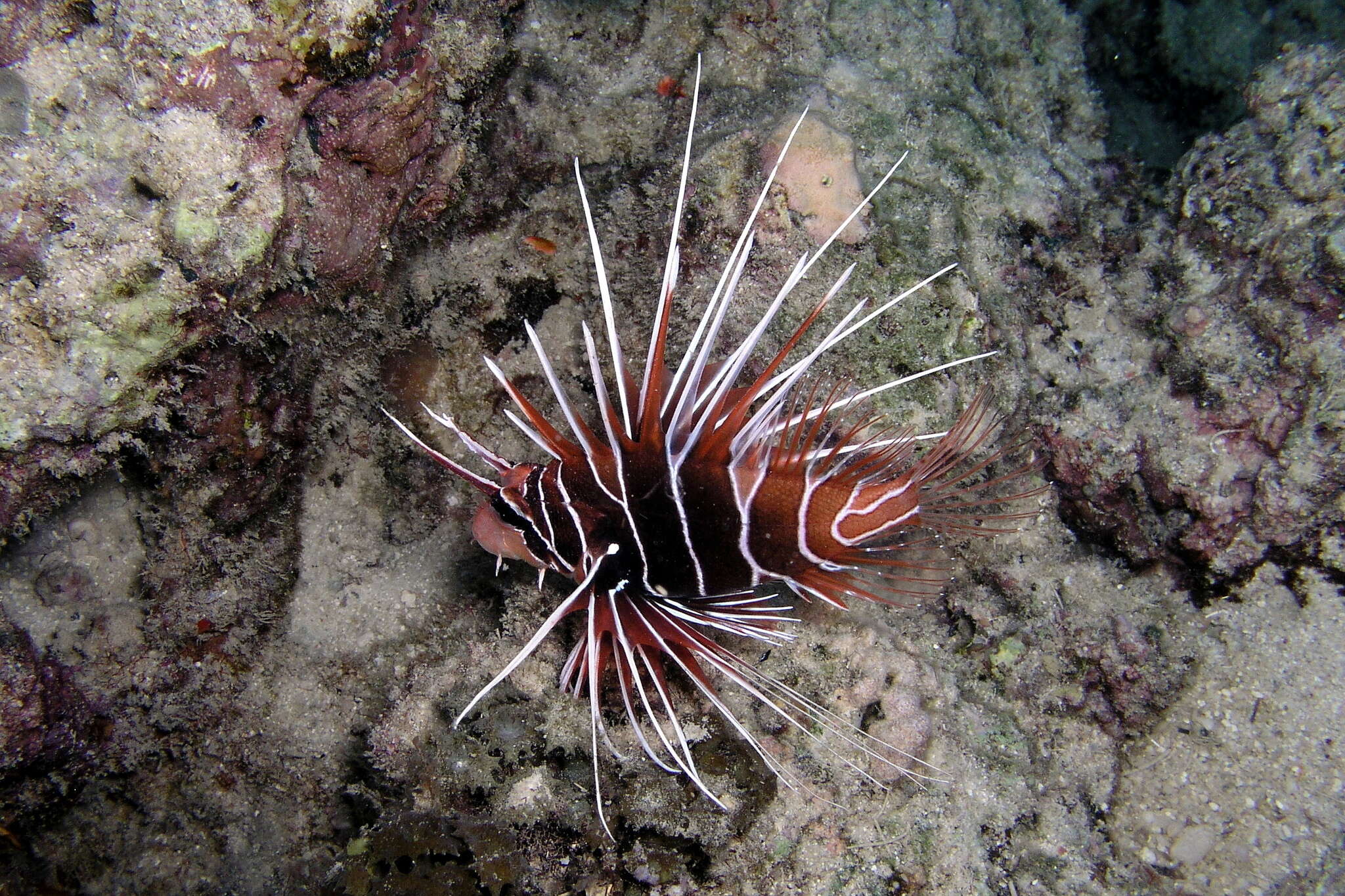 Image of Radial firefish