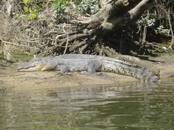 Image of Estuarine Crocodile