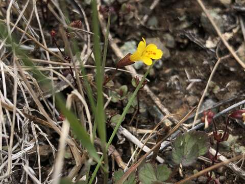 Image of Erythranthe serpentinicola