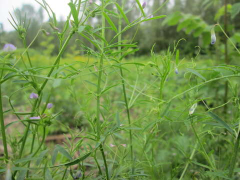 Imagem de Vicia tetrasperma (L.) Schreb.