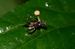 Image of Ophiocordyceps dipterigena (Berk. & Broome) G. H. Sung, J. M. Sung, Hywel-Jones & Spatafora 2007