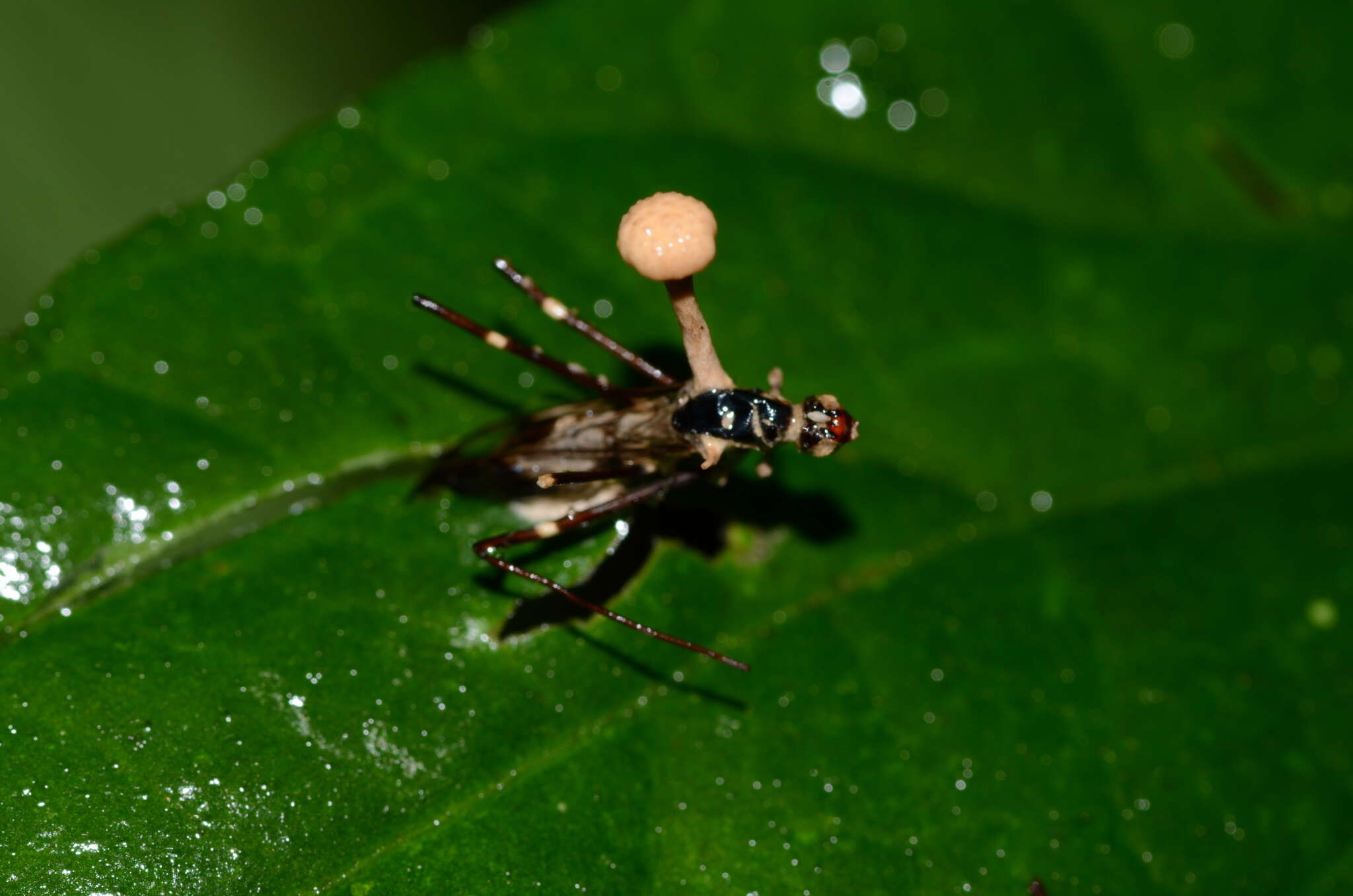 Image of Ophiocordyceps dipterigena (Berk. & Broome) G. H. Sung, J. M. Sung, Hywel-Jones & Spatafora 2007