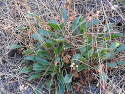 Image of Tuberaria globulariifolia (Lam.) Willk.