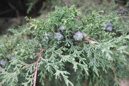 Imagem de Cupressus lusitanica Mill.