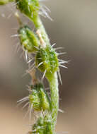 Image of bushloving cryptantha