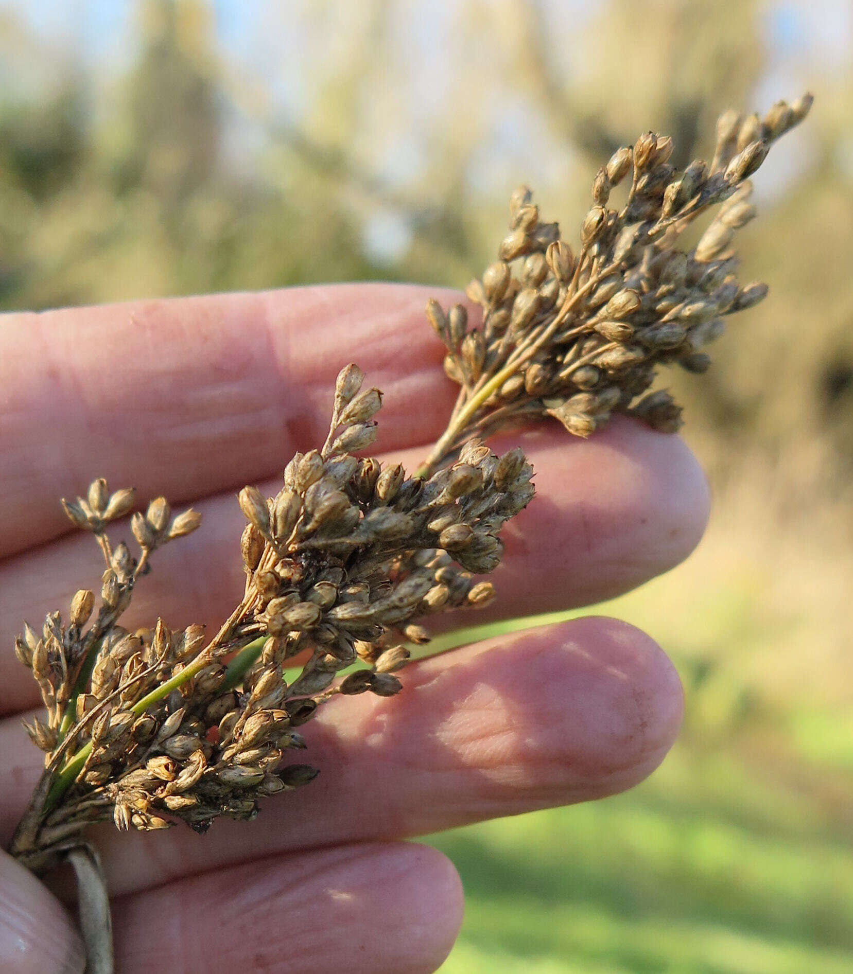 Imagem de Juncus pallidus R. Br.