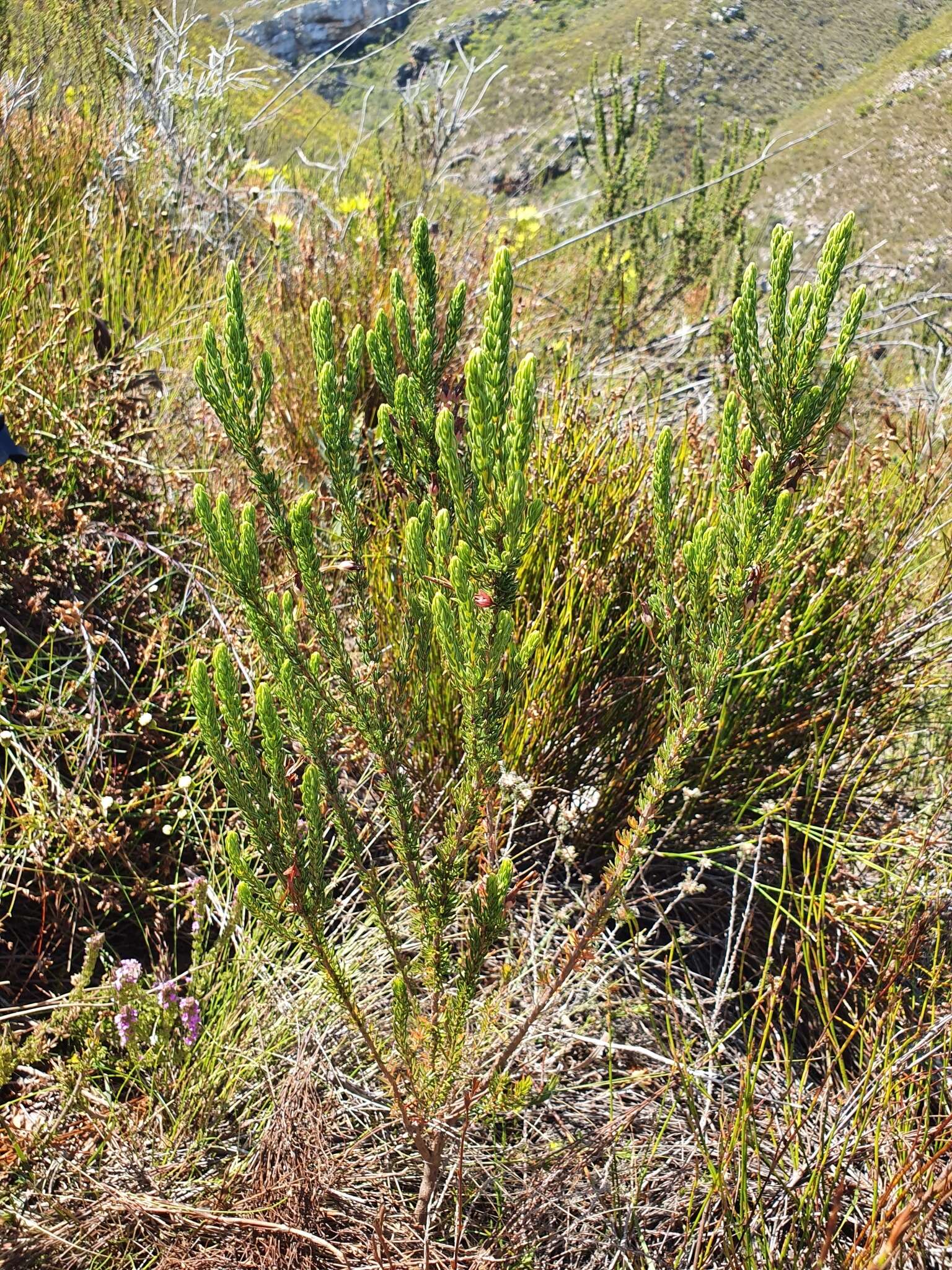 Erica plukenetii subsp. bredensis E. G. H. Oliv. & I. M. Oliv. resmi