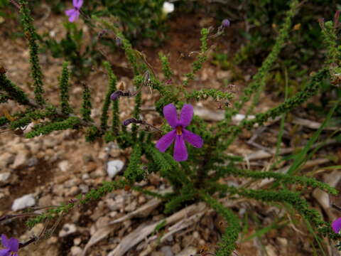 Image of Jamesbrittenia microphylla (L. fil.) O. M. Hilliard