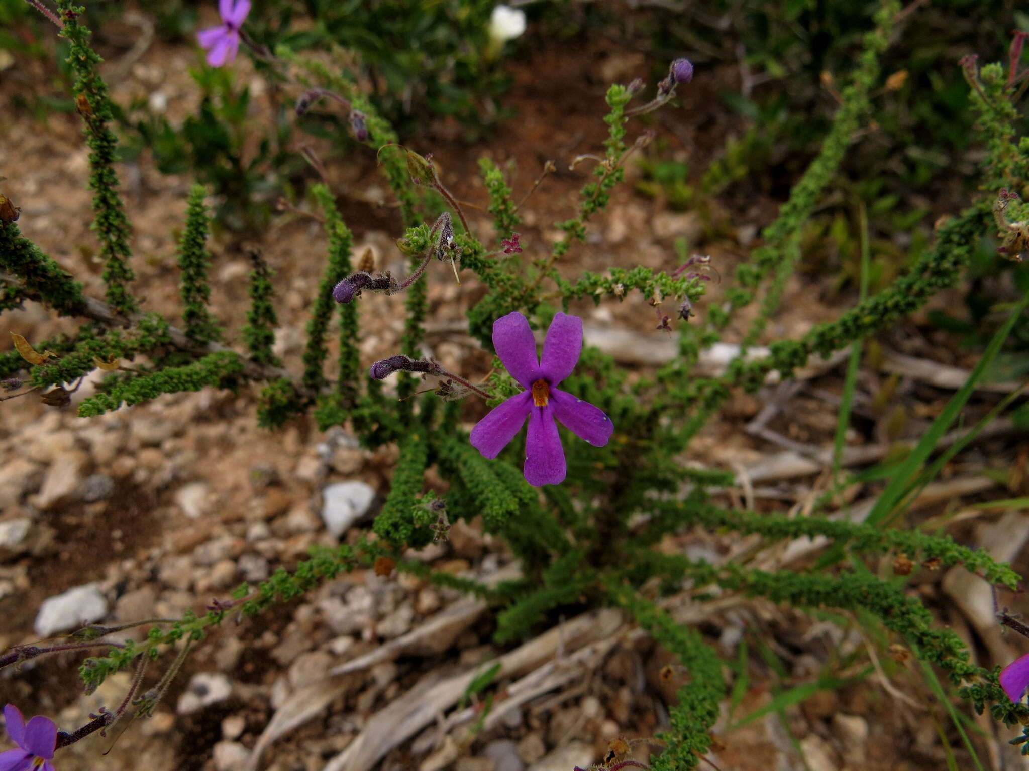 Image de Jamesbrittenia microphylla (L. fil.) O. M. Hilliard