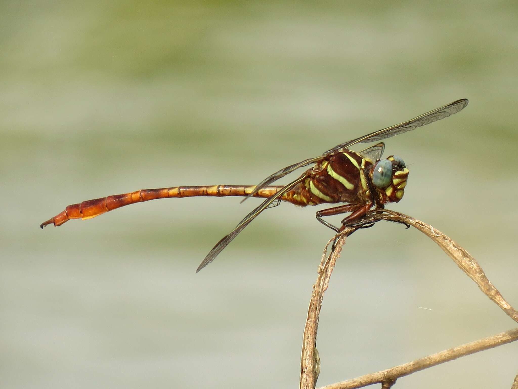 Image of Two-striped Forceptail