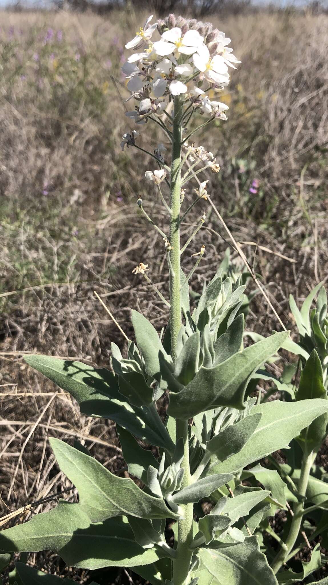 Dimorphocarpa candicans (Raf.) Rollins的圖片