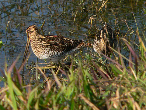 صورة Gallinago nigripennis nigripennis Bonaparte 1839