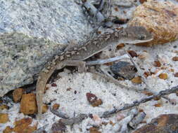 Image of South Coast Gecko