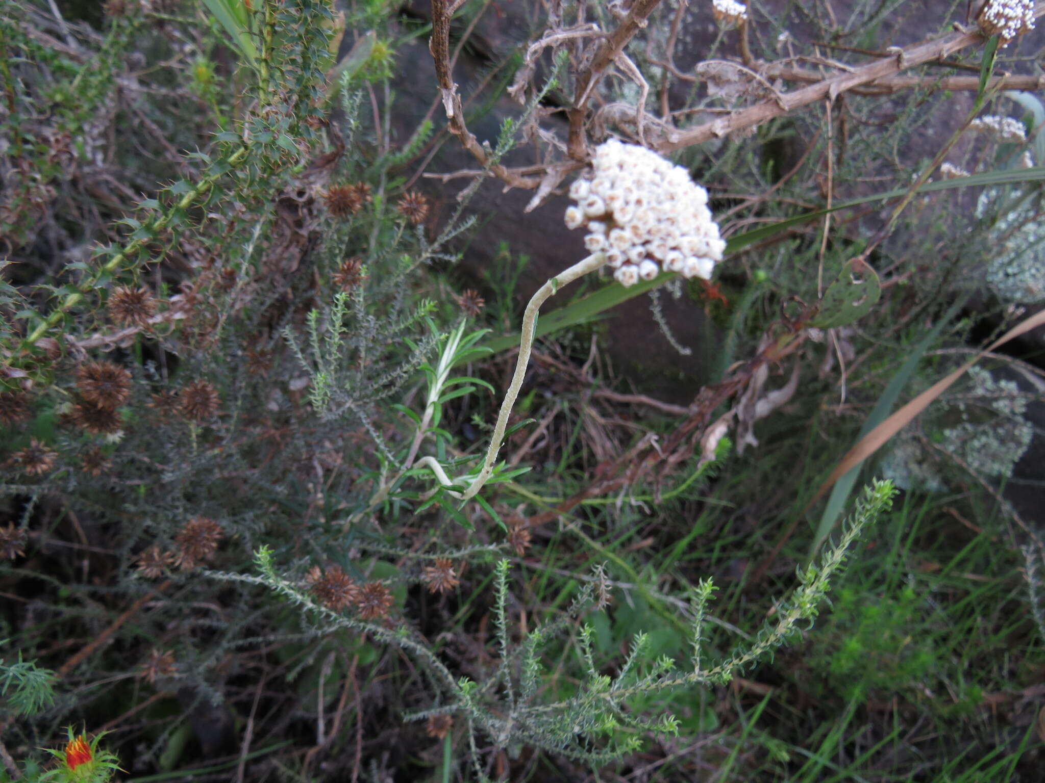 Image of Anaxeton arborescens (L.) Less.