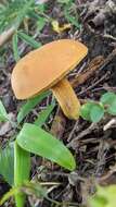 Image of Boletus aurantiosplendens T. J. Baroni 1998