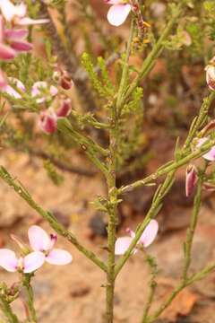 Image of Polygala microlopha var. microlopha