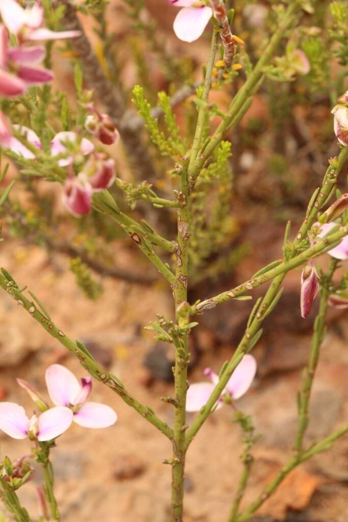 صورة Polygala microlopha var. microlopha