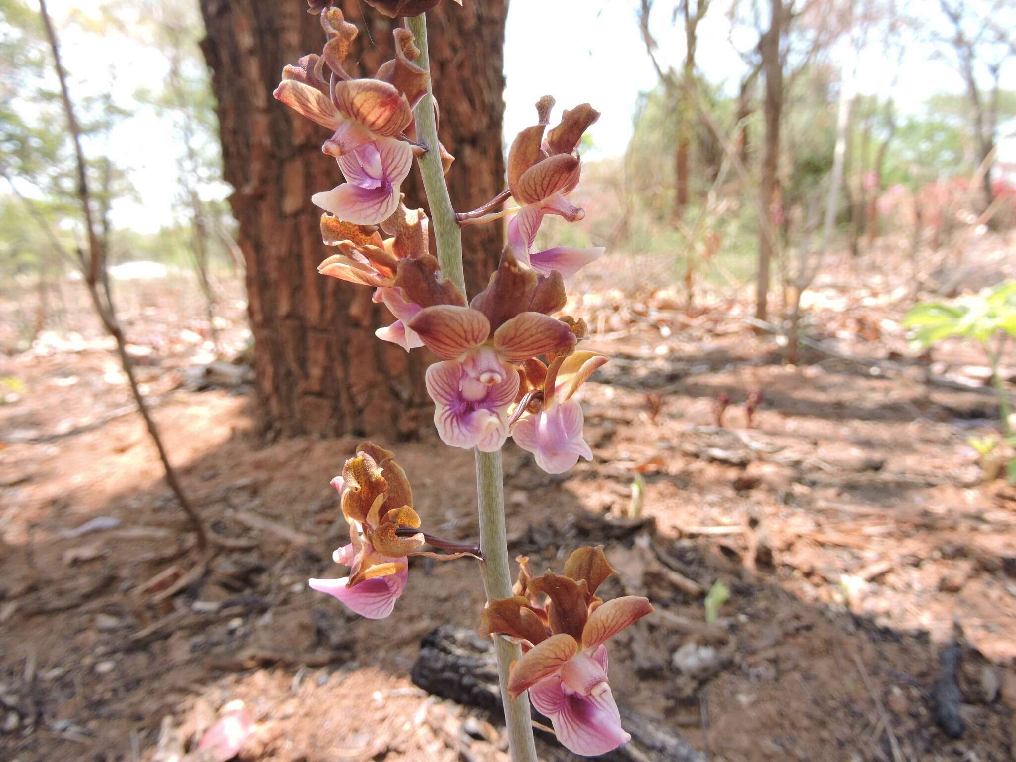 Image of Eulophia gonychila Schltr.