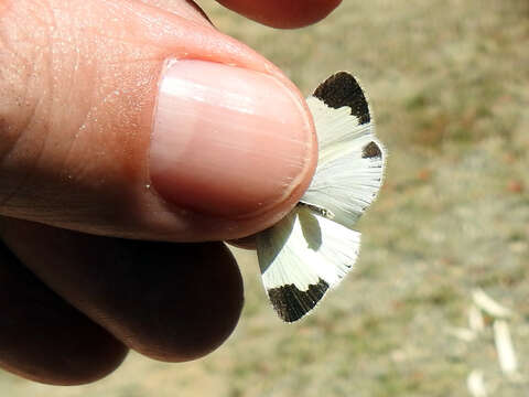 Imagem de Eurema lucina (Poey (1852))