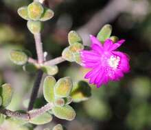 Imagem de Drosanthemum globosum L. Bol.