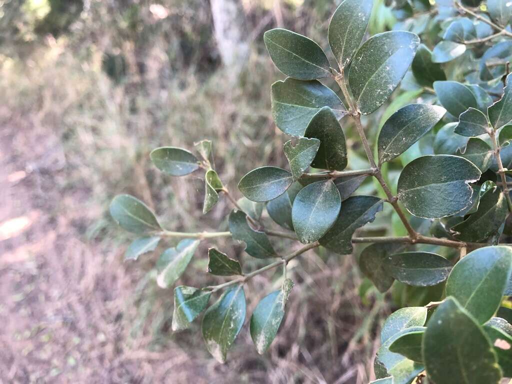 Image of Psydrax odorata subsp. buxifolia (Benth.) S. T. Reynolds