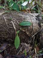 Image of Bulbophyllum baileyi F. Muell.