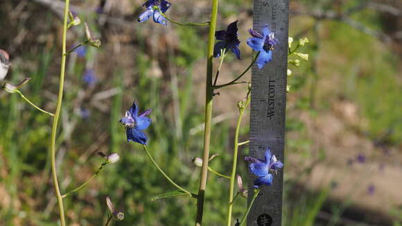 Delphinium patens subsp. hepaticoideum Ewan的圖片