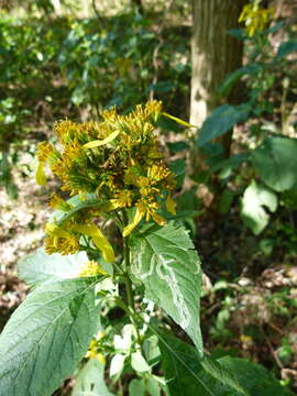 Image of yellow crownbeard