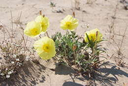 Слика од Papaver pulvinatum subsp. lenaense A. I. Tolmachev