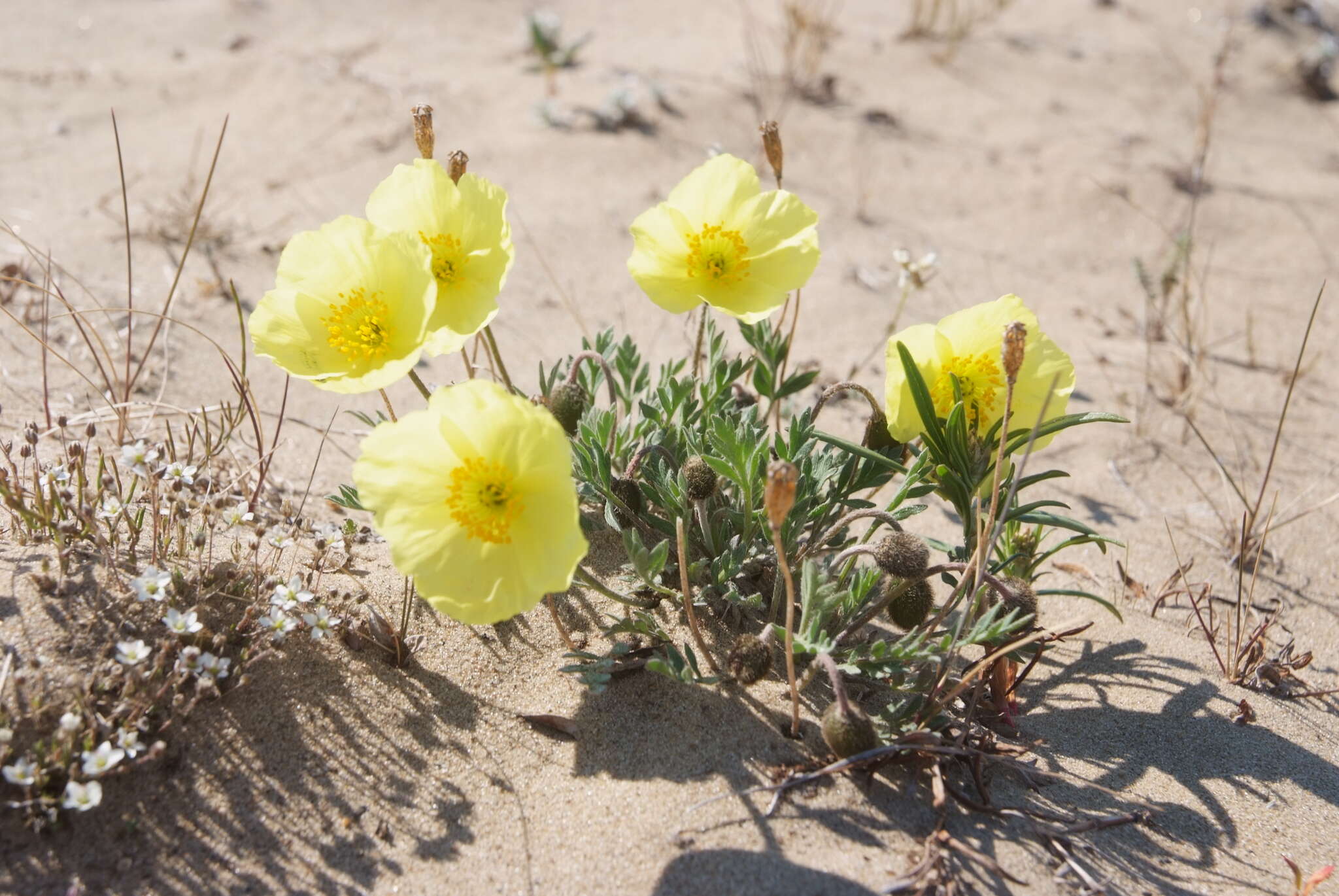 Слика од Papaver pulvinatum subsp. lenaense A. I. Tolmachev