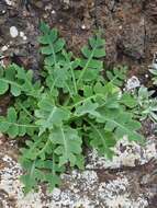 Image of Sonchus latifolius (Lowe) R. Jardim & M. Seq.