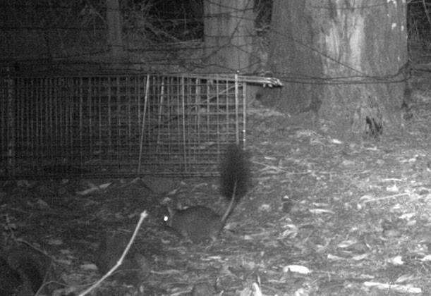 Image of Brush-tailed Marsupial Mouse