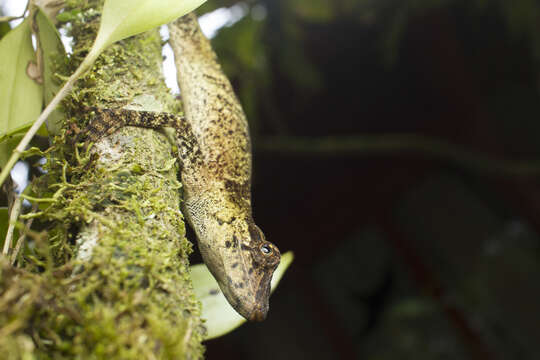 Image of Slender Anole