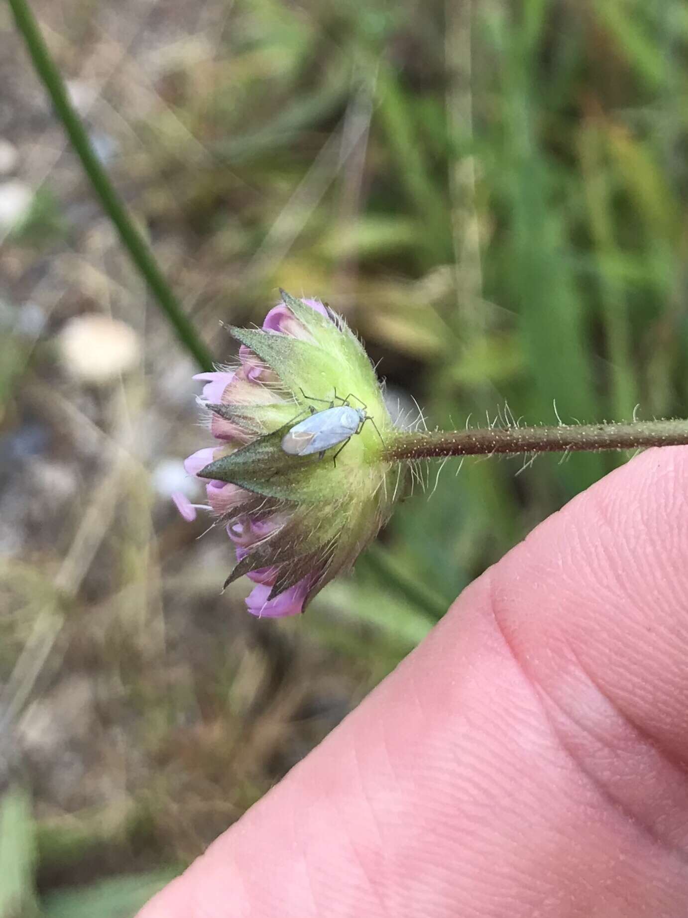 Sivun Placochilus kuva