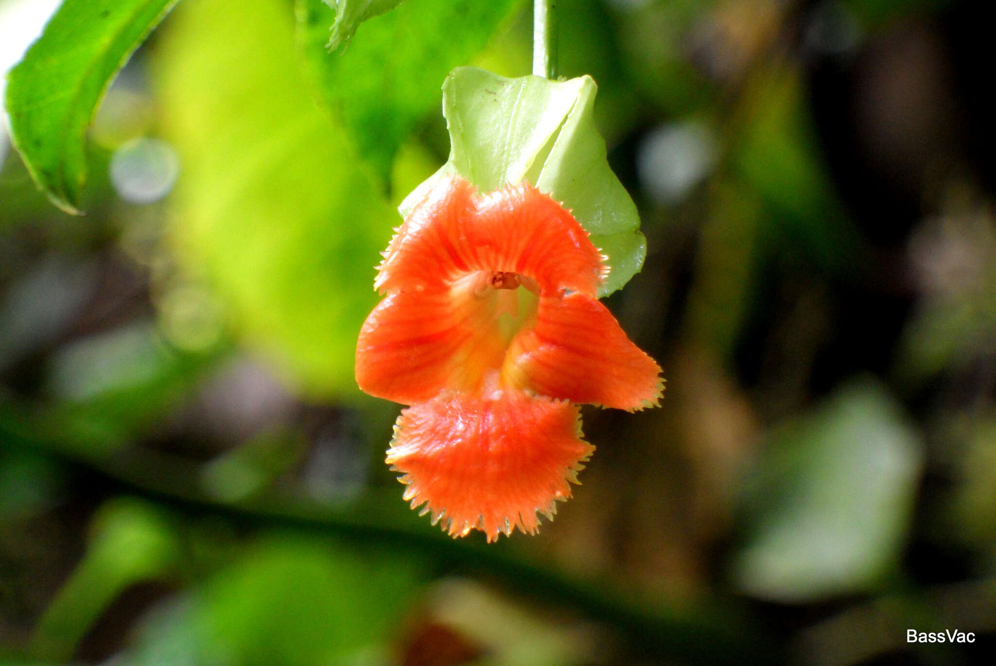 Image de Drymonia rubra C. V. Morton