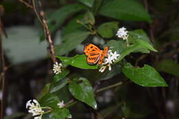 Stalachtis calliope (Linnaeus 1758) resmi