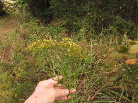 Image of bushy goldentop